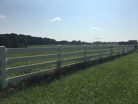 inside wade, nc state horse