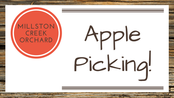 apple picking millstone creek