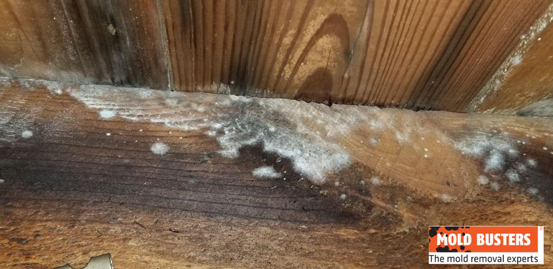 Before you move to North Carolina, you need to understand the dangers of humidity and moisture to your home.
