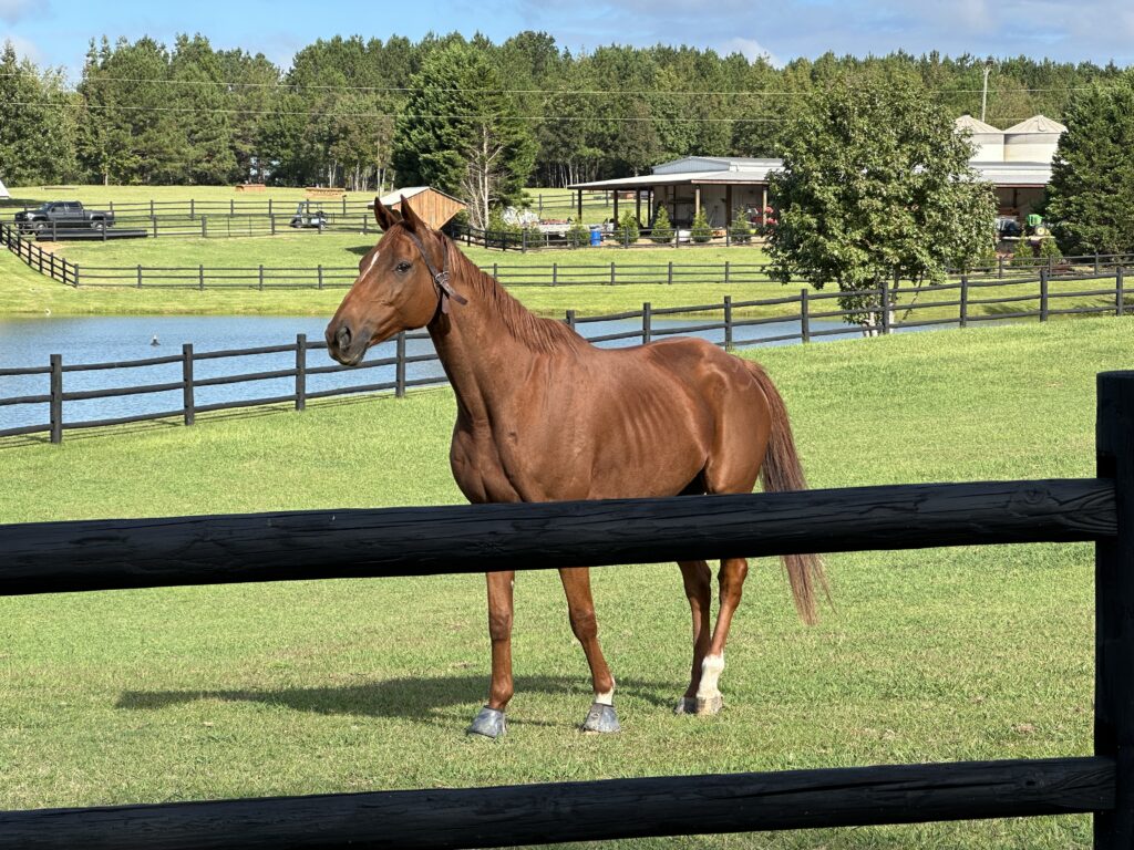 Portofino in Clayton is an equestrian neighborhood