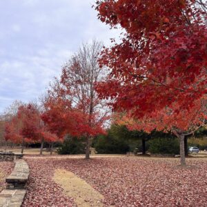 Joyner Park in Wake Forest is a popular recreations spot.