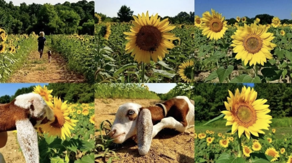 Every year Raleigh plants sunflowers in Dix Park.