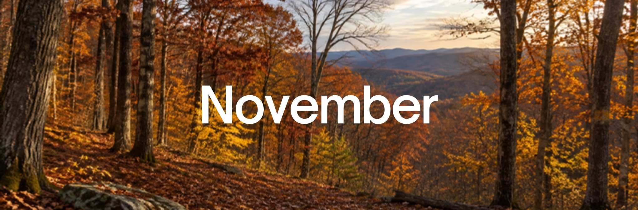 November, over late-autumn woods with russet and gold leaves
